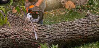 Best Fruit Tree Pruning  in Azusa, CA